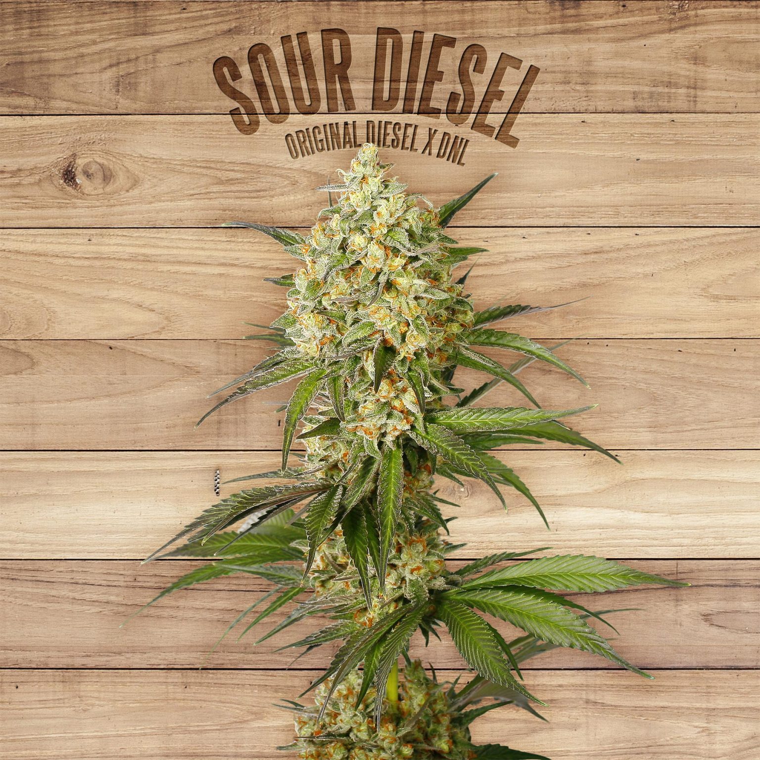 buy-sour-diesel-online-weedstoredispensary-buy-weed-online